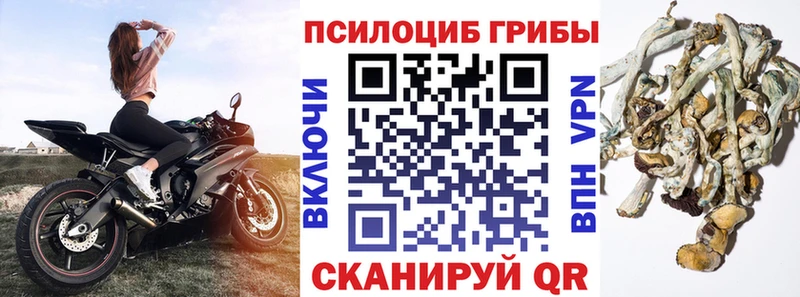 Псилоцибиновые грибы Psilocybine cubensis  Зверево 